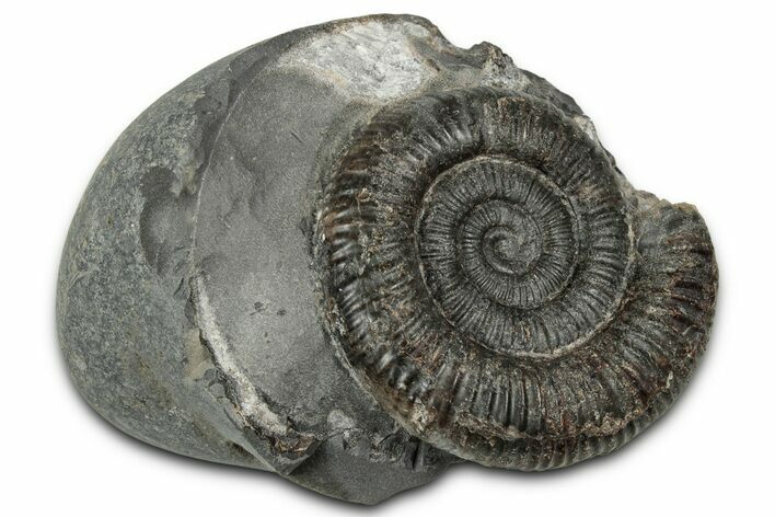 Jurassic Ammonite (Dactylioceras) Fossil - England #351298